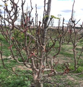 Pear Tree Not Adapted